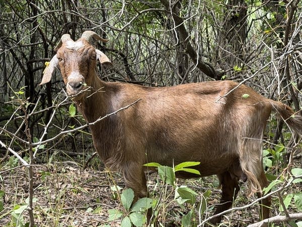 Goats graze on invasive species in a city park