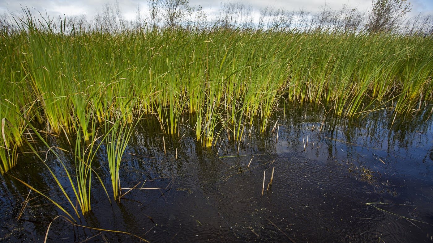 Once nearly wiped out by pollution, wild rice is coming back to