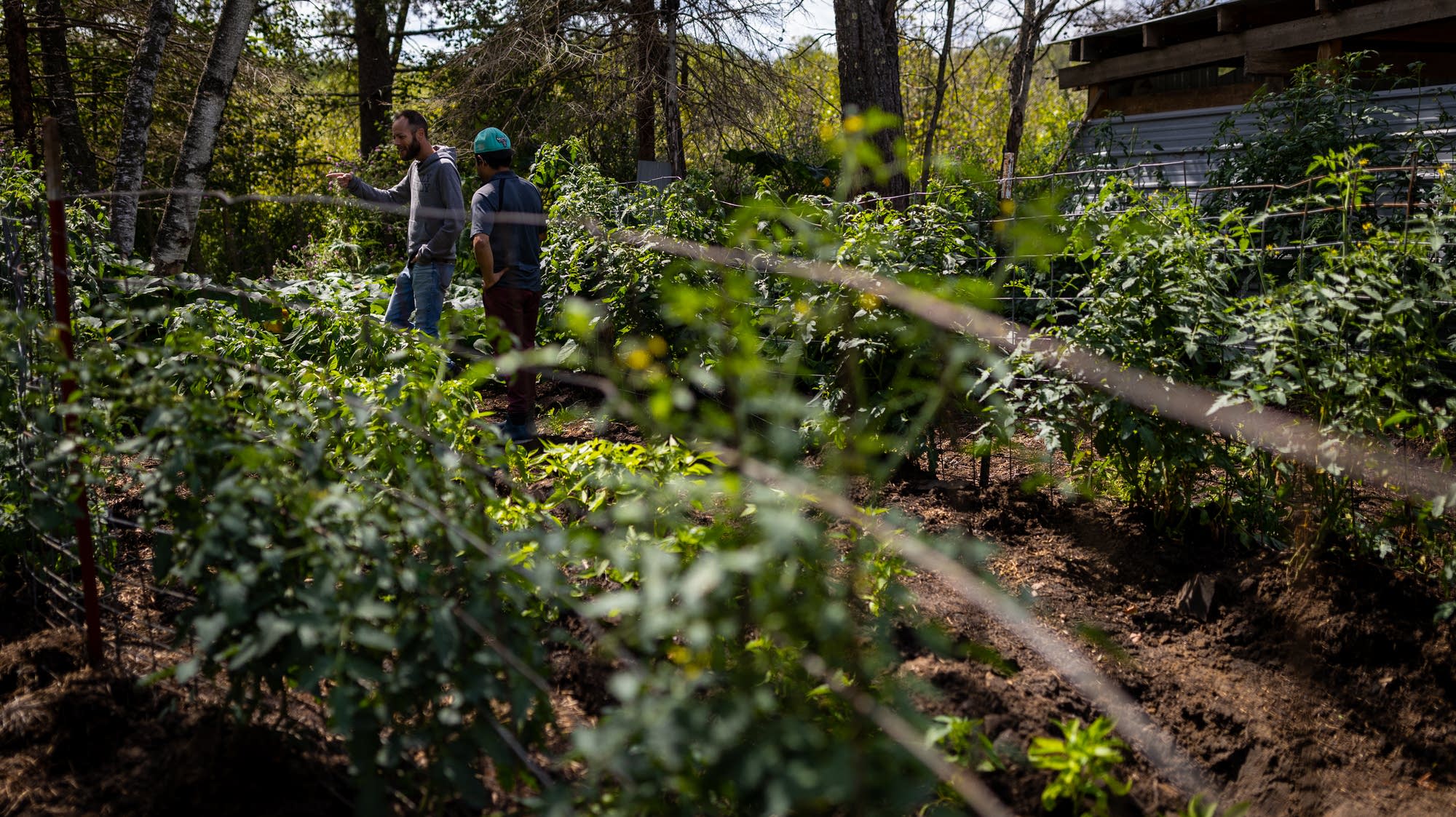 Hidden on a farm, an immigrant weighs fear and danger