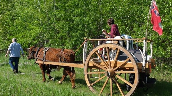 an ox pulls a wooden cart 