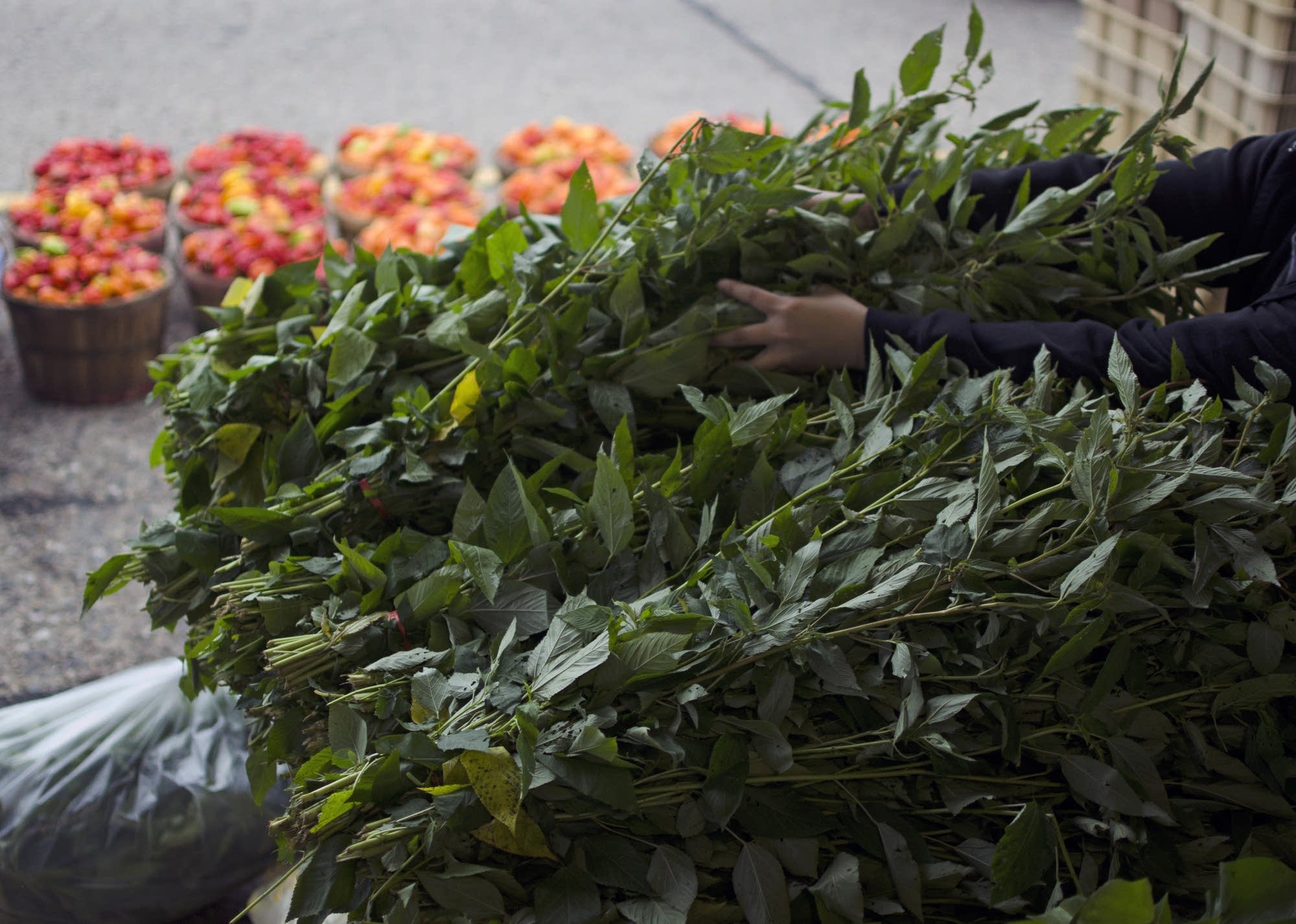 Potato greens at the Minneapolis Farmers Market.