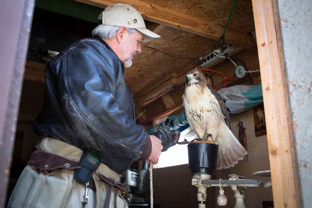 Falconer