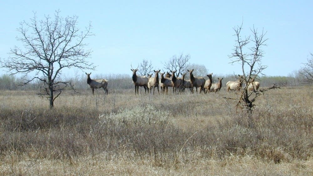 Elk population in NW Minnesota shows slight increase MPR News