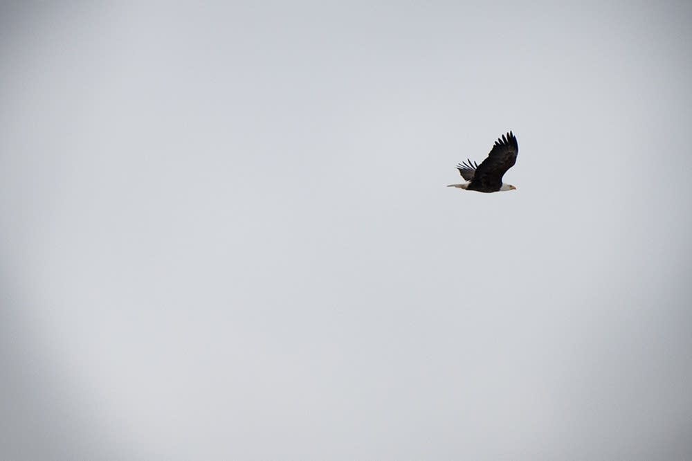 Bald eagle