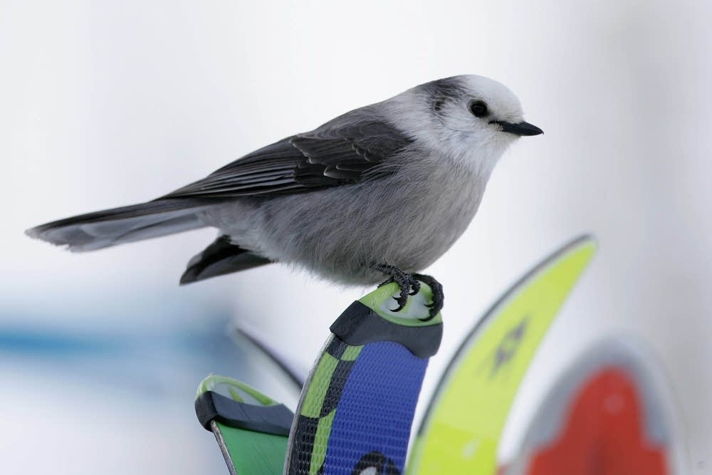 Gray Jay