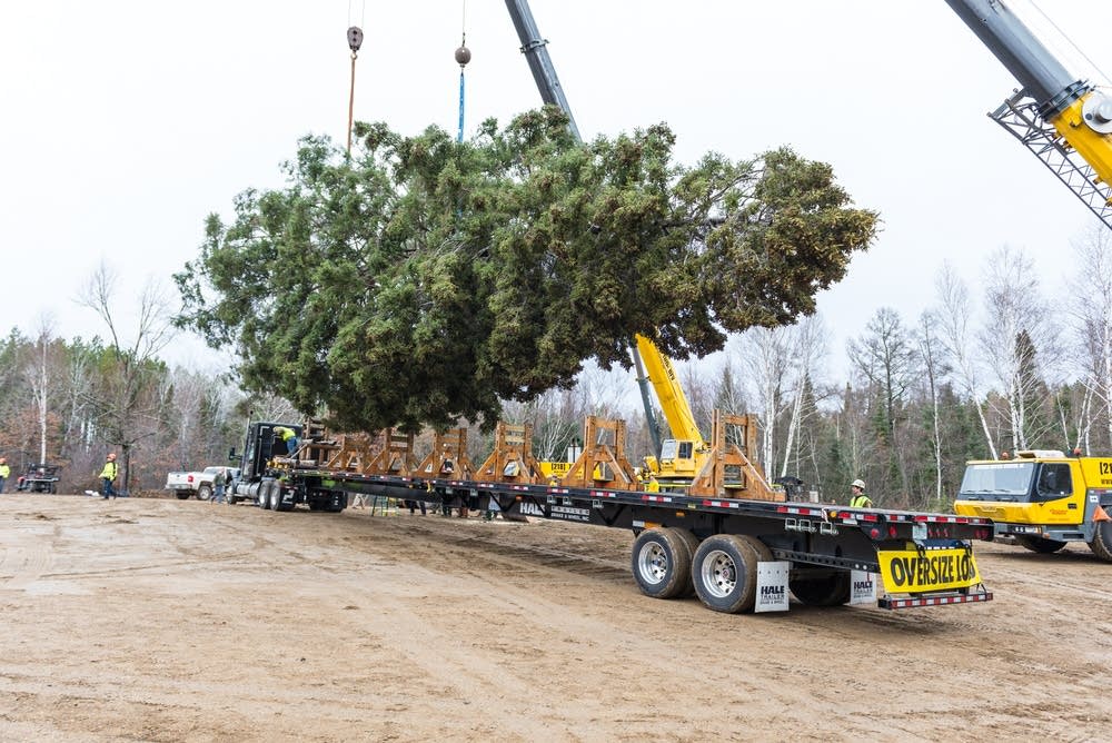 Lowering the tree on the trailer.