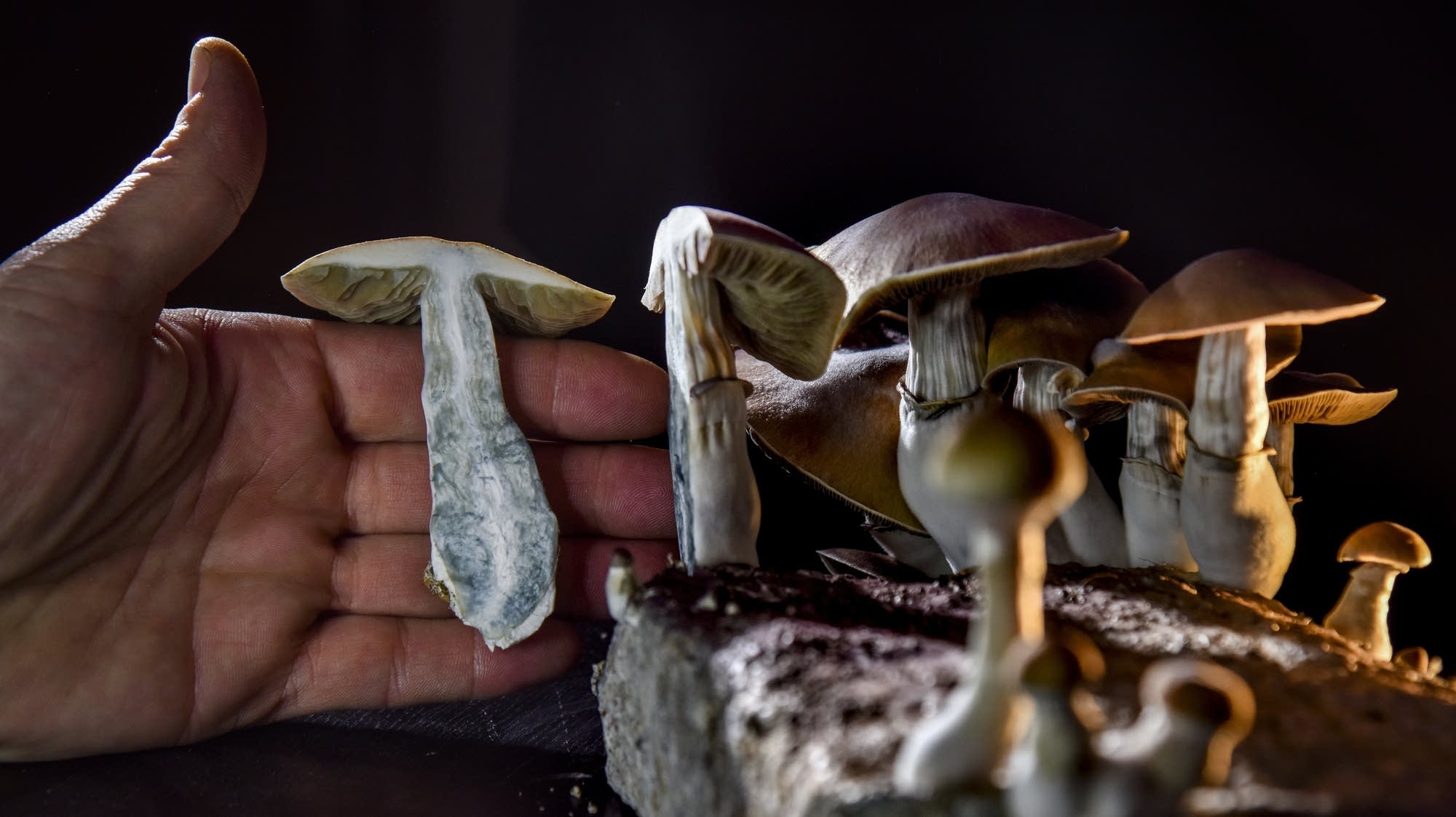 Why pharmaceutical companies are interested in psychedelics