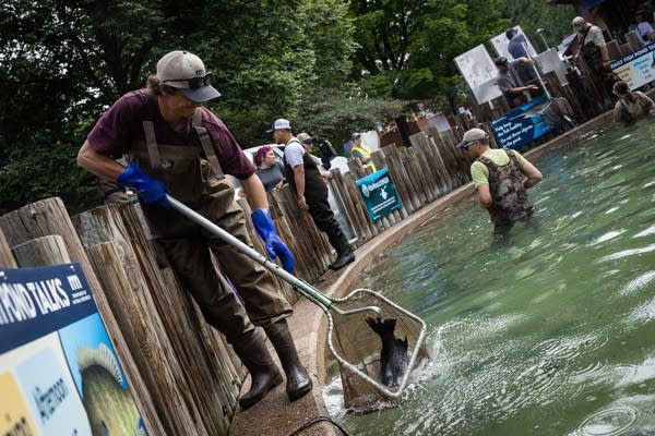A man lowers fish into a pond