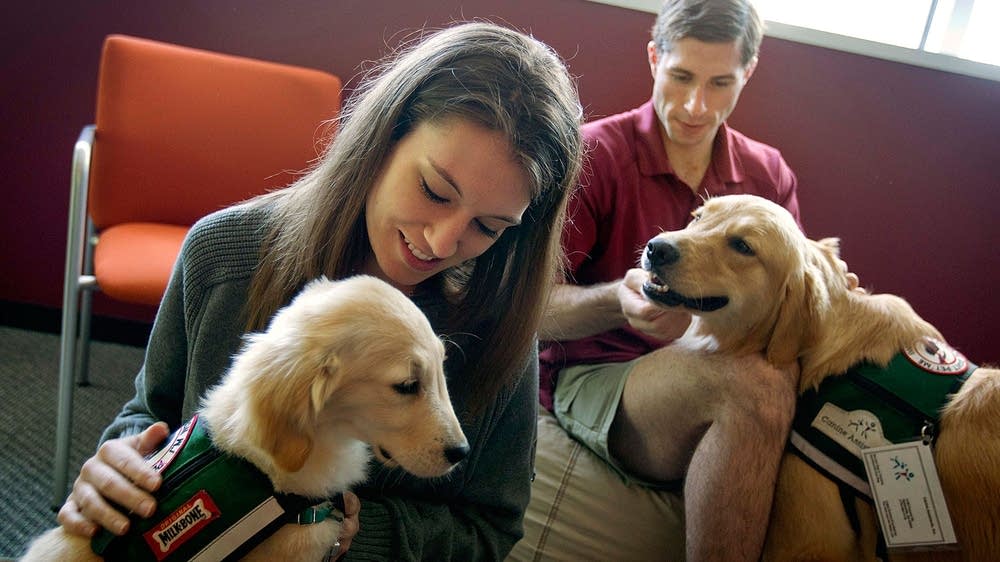 Colleges go to the dogs for stress busters MPR News