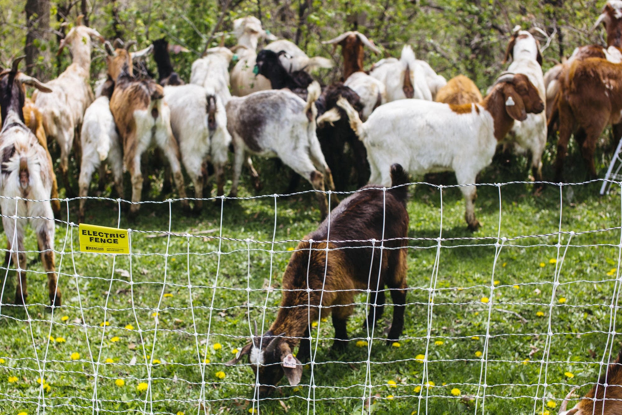 Goats munch on weeds behind an electric fence.