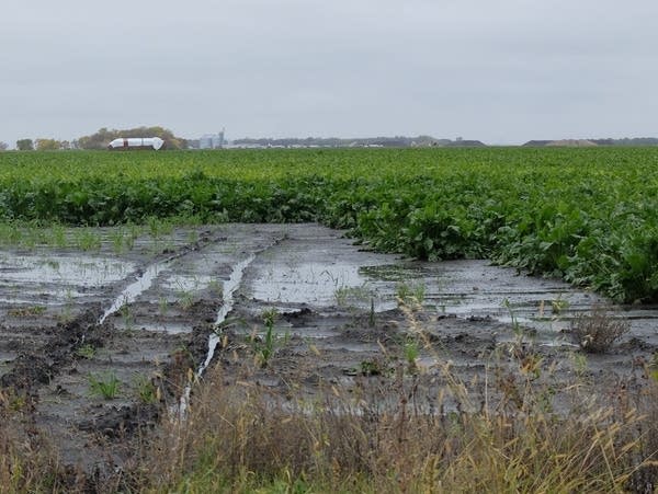 water standing on a muddy sugar beet field