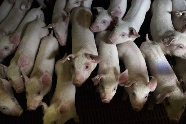 Why pork prices are driving Chinese inflation