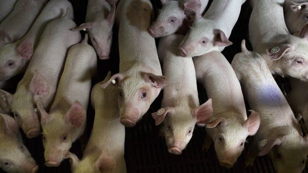 Piglets at a hog farm in Germany.
