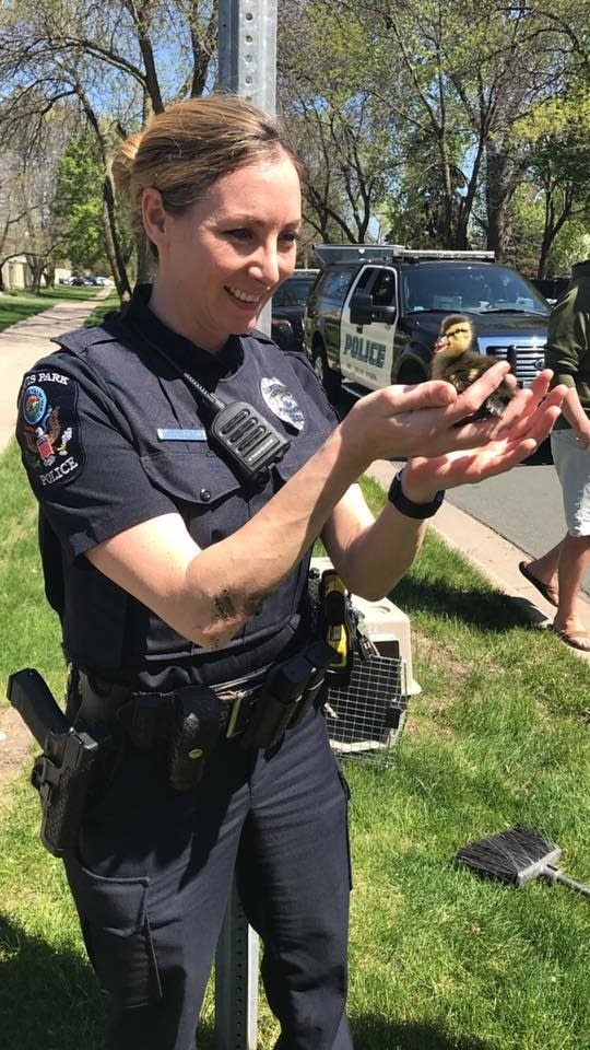 Duckling rescue season begins