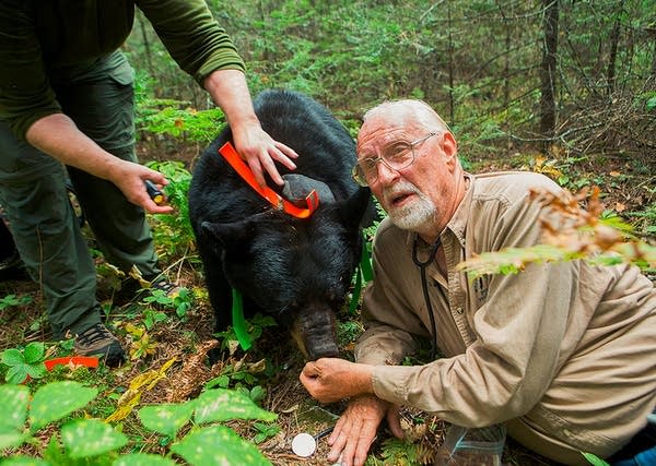 Judge deals blow to researcher’s bear tracking