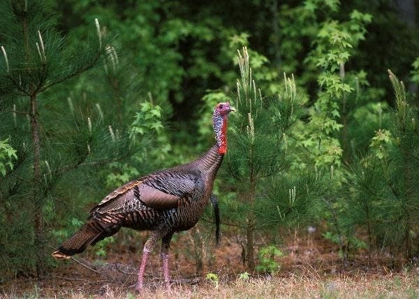 Wild turkey