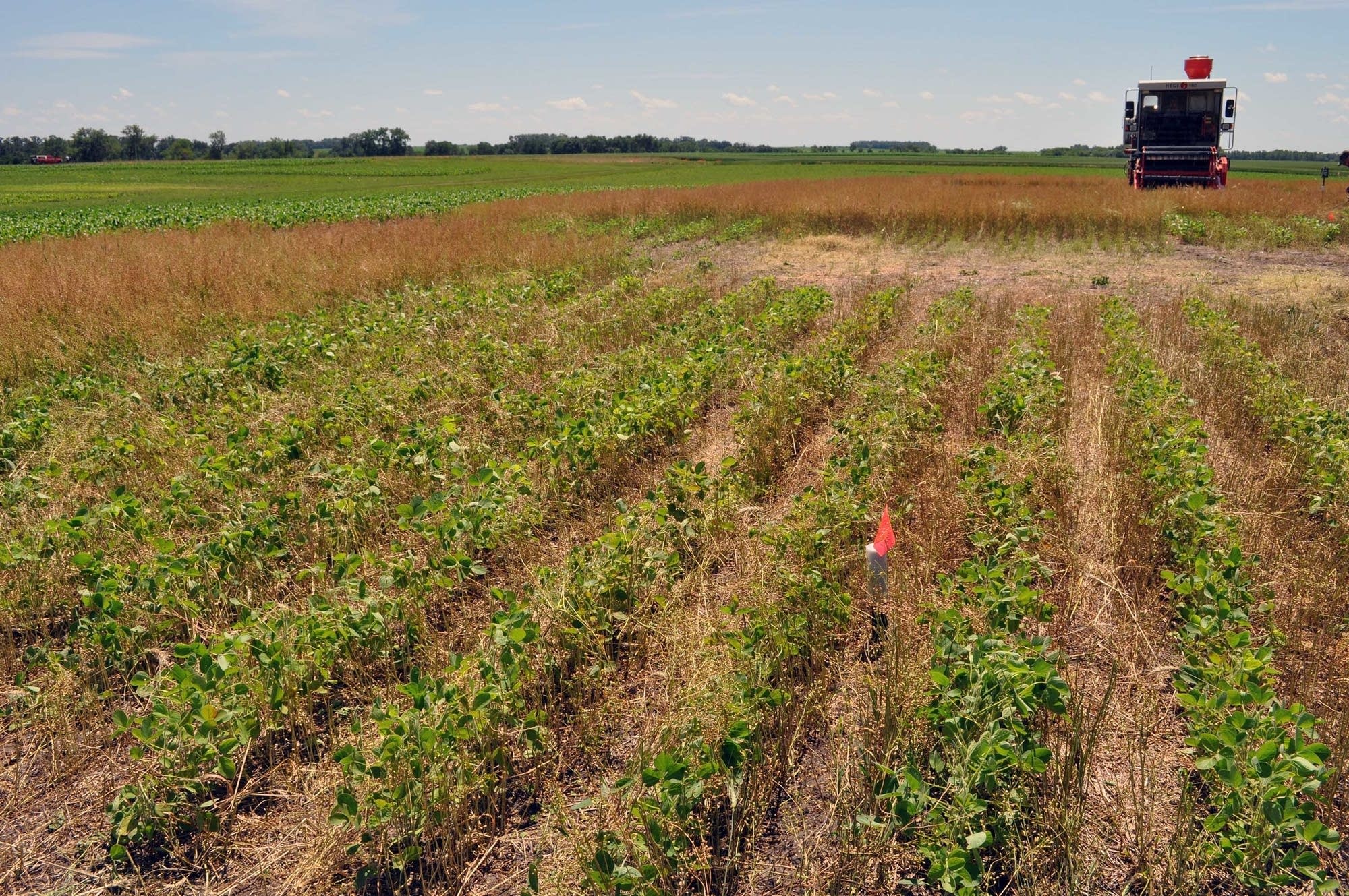 Winter camelina oilseed crop is harvested