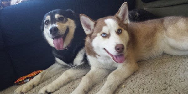 Meire Grove cracks down on dogs