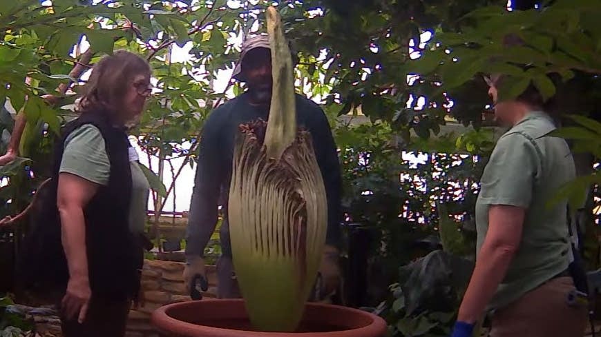 It's happening! Rare corpse flower is blooming, stinking up Como Park Zoo and Conservatory - Vimarsana News