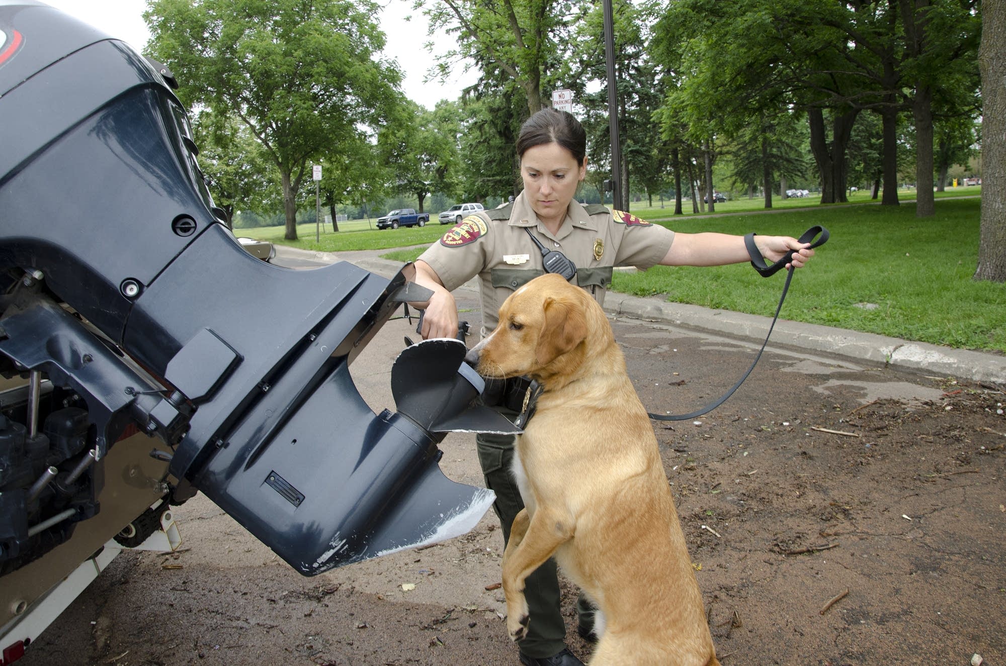 Dnr Dog Training Dnr Dog Training