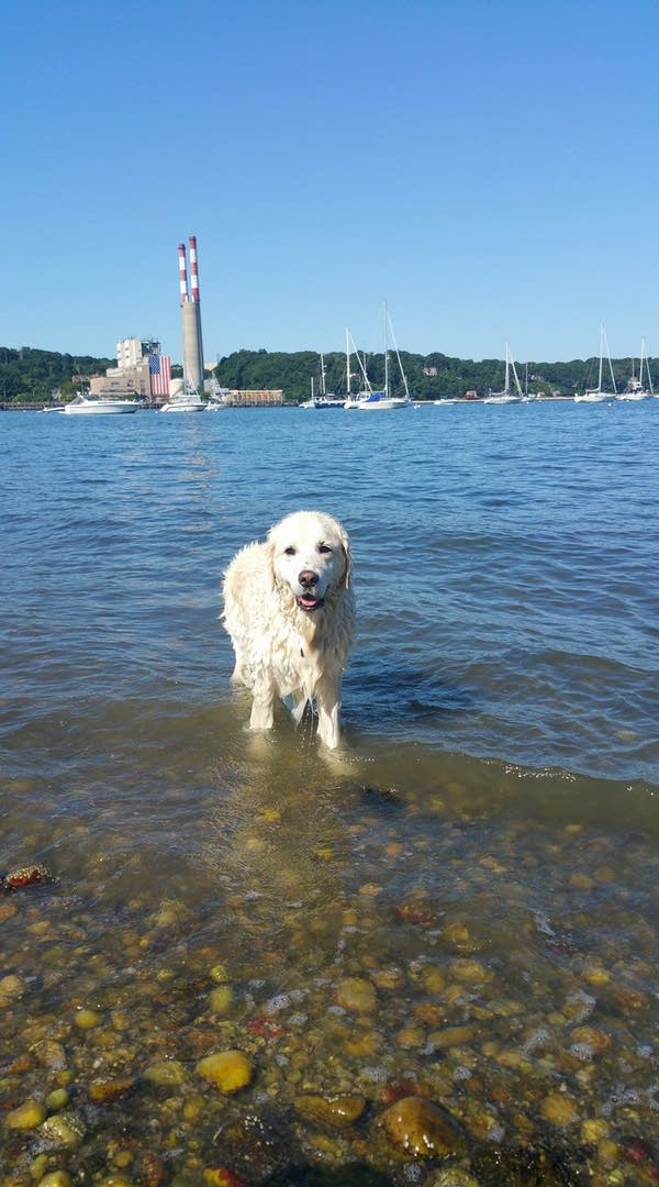 When the world needs a good dog