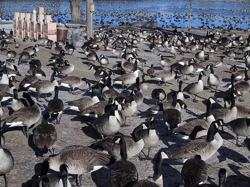 A swarm of geese is seen on a lake shore.