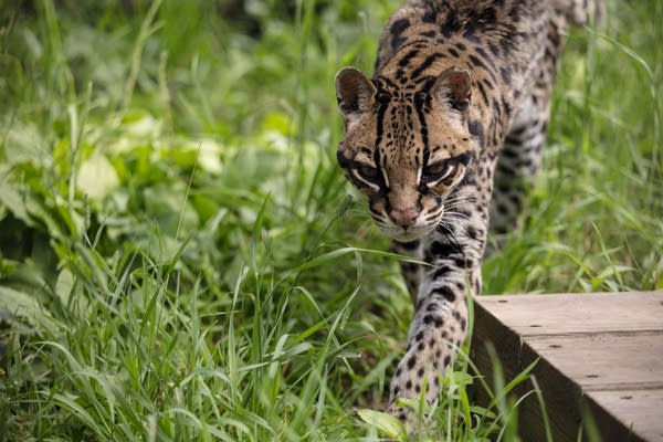 An ocelot moves through the grass.