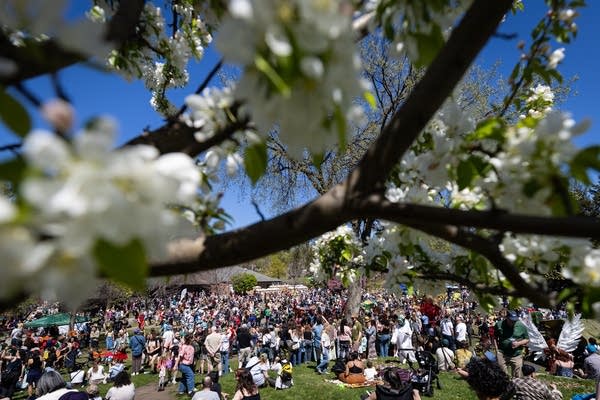 Tree blossoms frame a crowd in a park