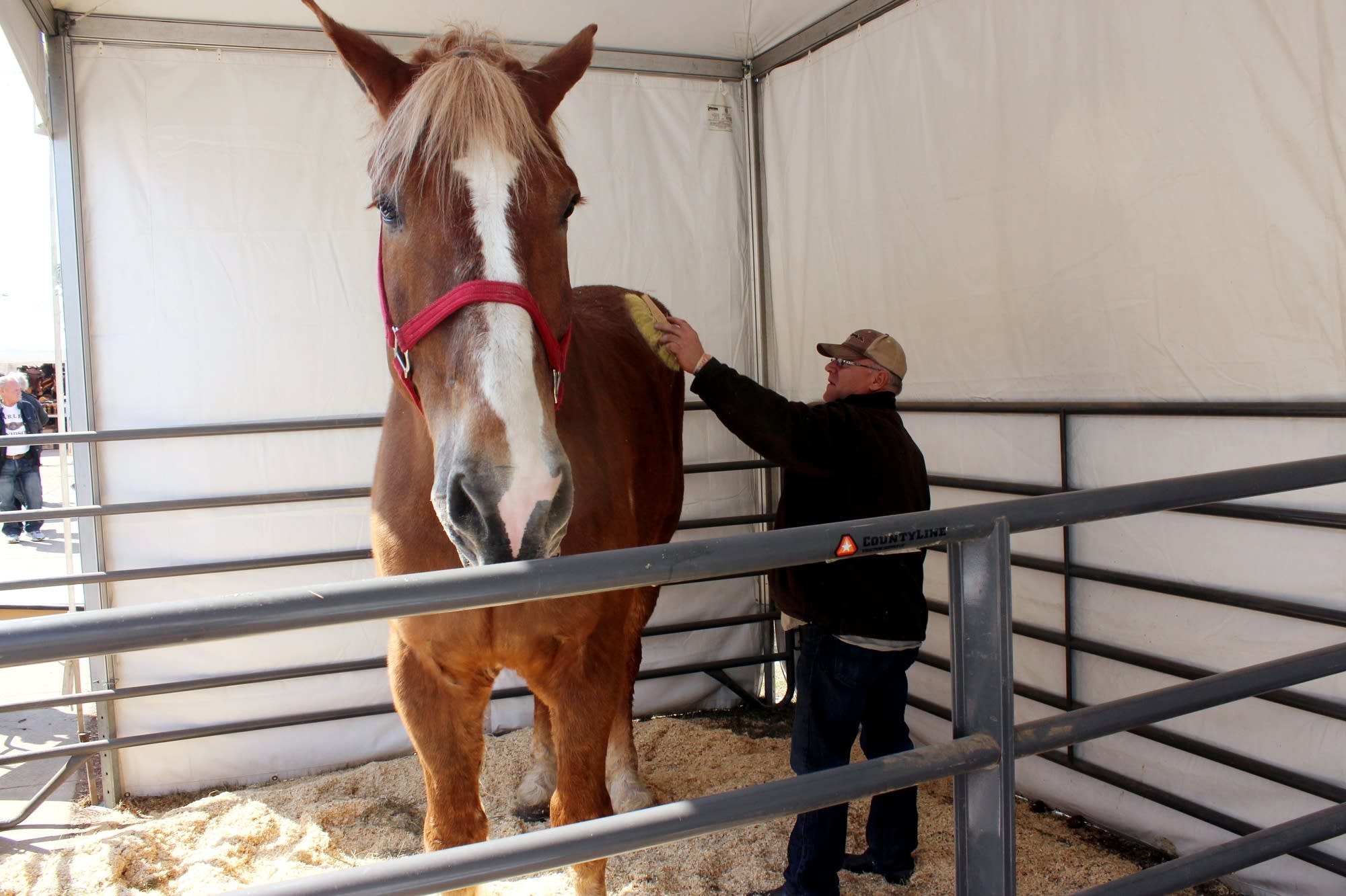 World's tallest horse, Big Jake, dies in Wisconsin at age 20 MPR News World's tallest horse, Big Jake, dies in Wisconsin at age 20 MPR News