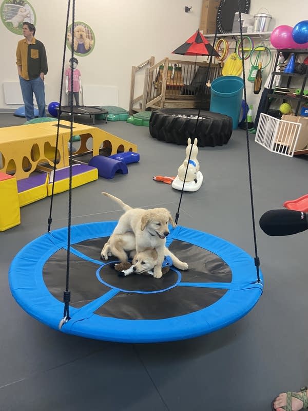 Puppies at a training facility 
