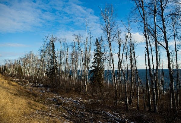 Dead and dying birch trees