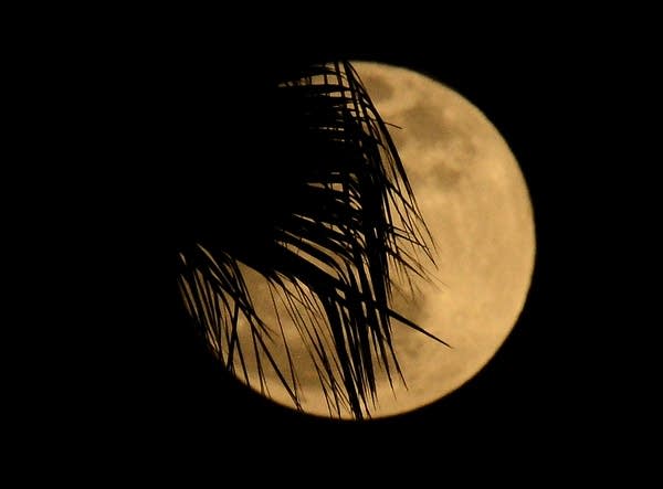 A palm tree foregraounds Super Moon in L