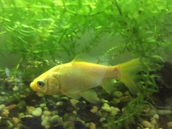 Theft of the Blog: Formica the Goldfish