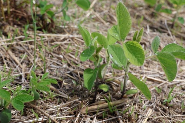 Soybeans sprout up