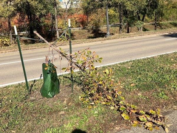 Dozens of recently planted trees in St. Paul are vandalized — again