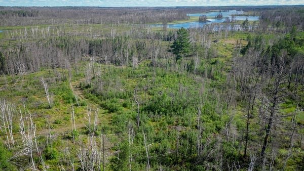 12,000 acres of forest and wetlands in northeast Minnesota now public after land purchase