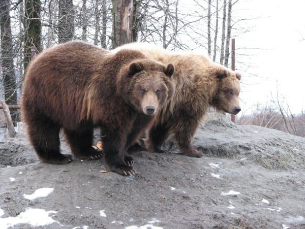 新品 MIN-NANO × PORTER MN GRIZZLY BEAR ベア ミンナノ MIN-NANO×PORTER MN GRIZZLY BEAR