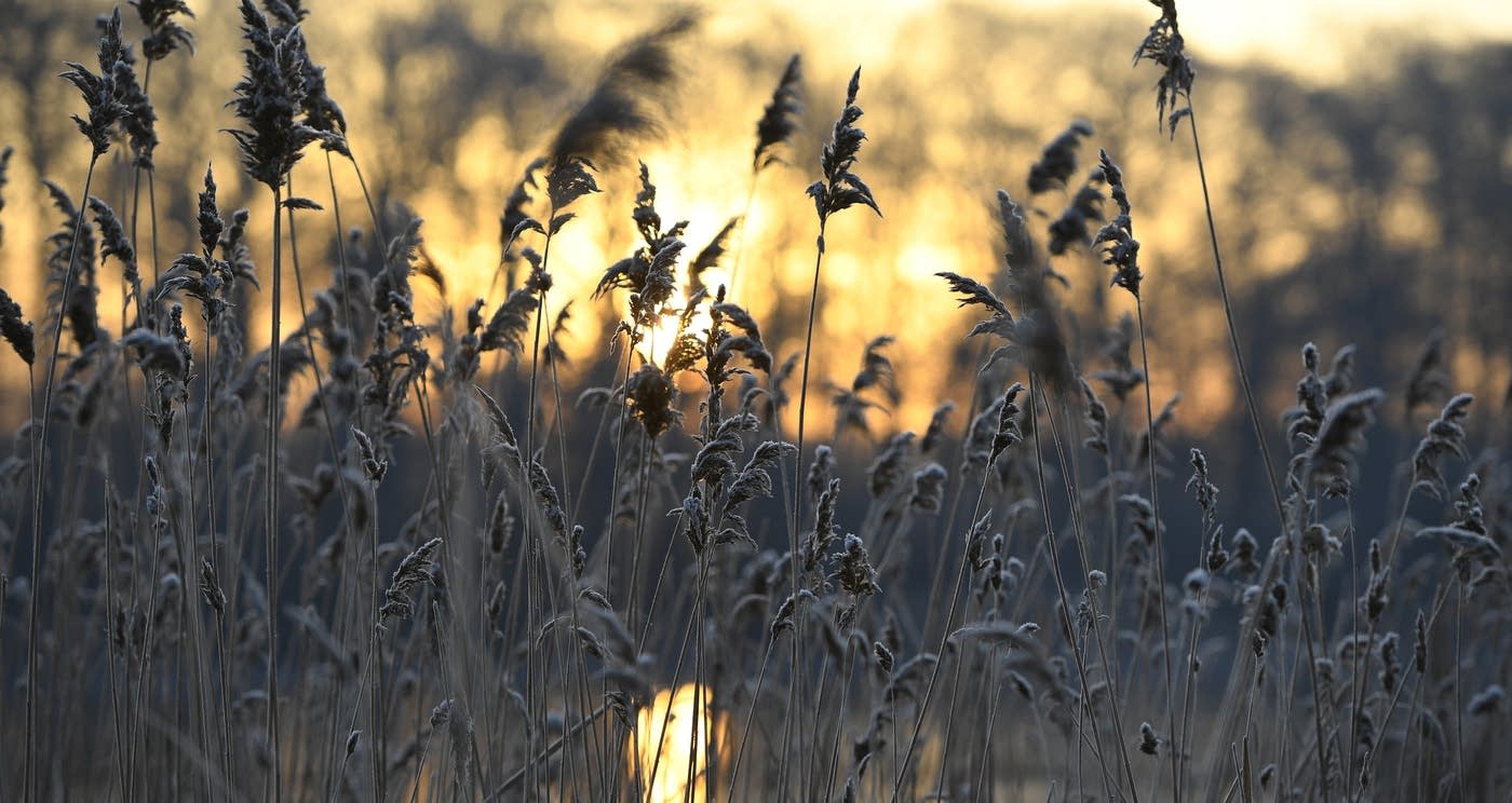 Scientists say there's still time to save Minnesota from invasive