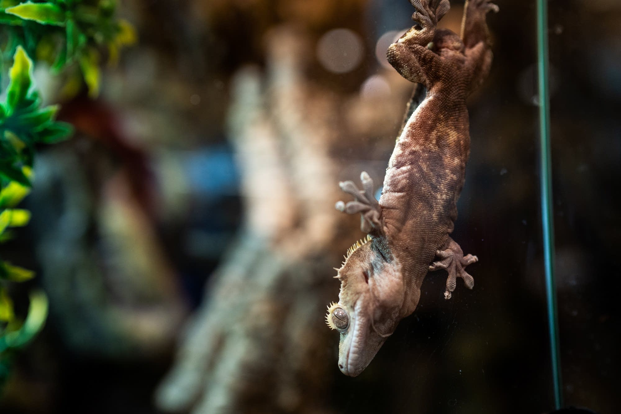 A crested gecko hangs on the side of its enclosure