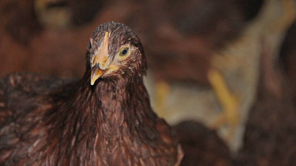USDA: Bird flu vaccine works on chickens; testing on turkeys | MPR News