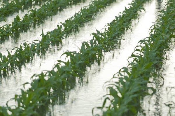 Rows of corn underwater near Mapleton.