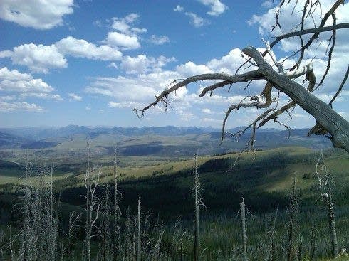 Yellowstone dead trees Mt. Washburn