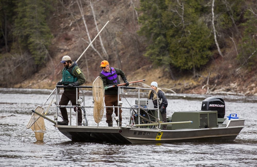 Fisheries specialists scan the water for sturgeon.