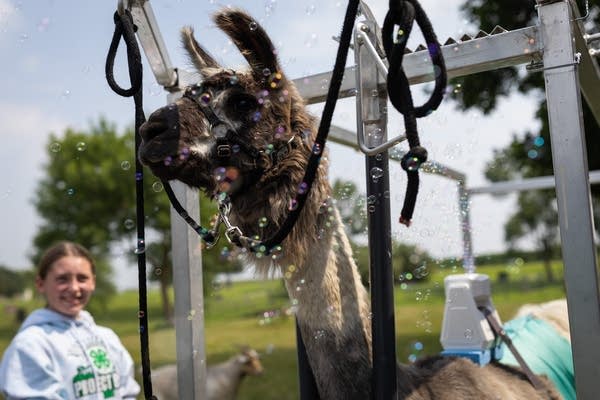 Bubbles swirl around a llama