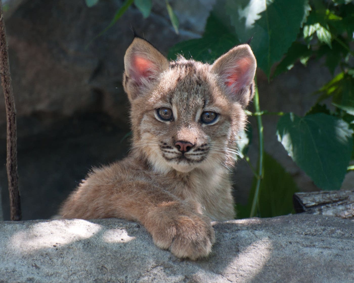 New lynx kittens introduced at the Minnesota Zoo MPR News