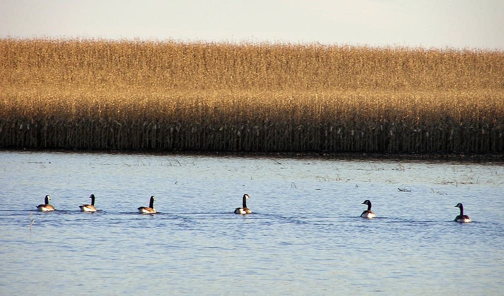 Geese move in