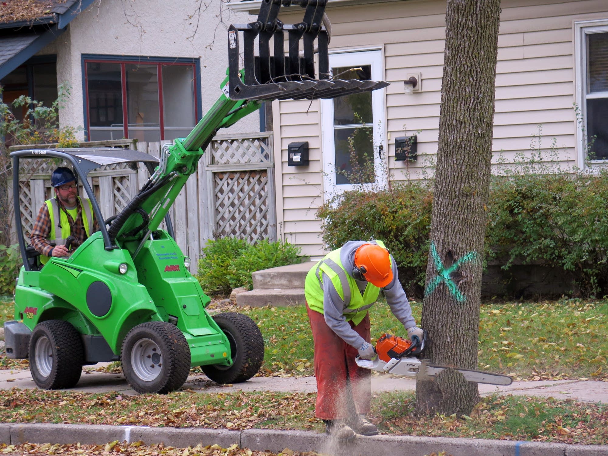 Mpls. Park Board tree crew cuts down an ash tree.
