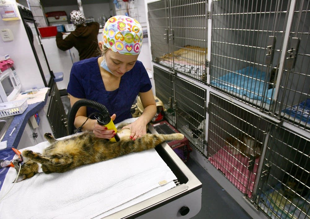Veterinary technician Brie Dorcy