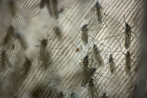 Trapped mosquitoes