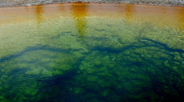 A view of the "Morning Glory" hot spring in Yellowstone National Park.
